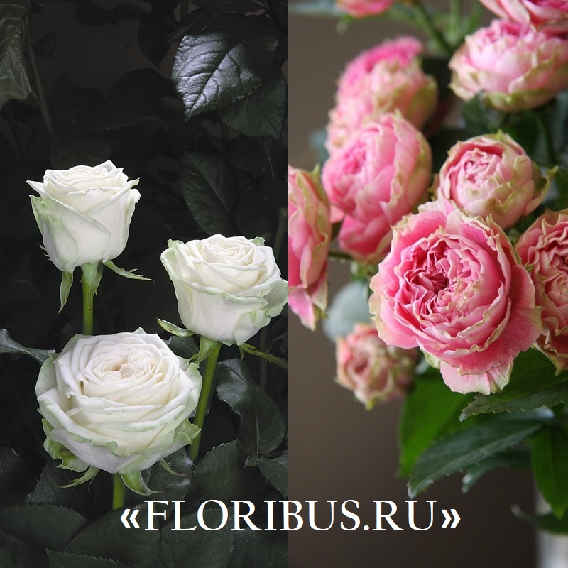 полиантовые розы «Иванно Рабье» 