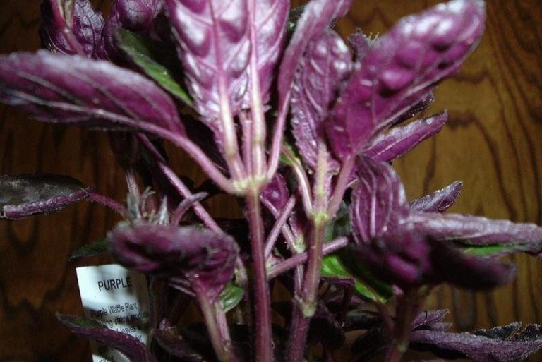 Садовый цветок с фиолетовыми листьями название фото