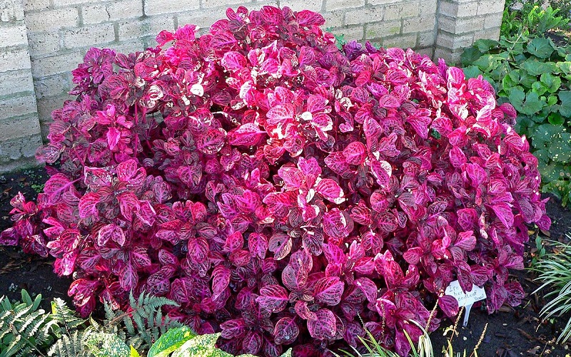 Комнатное Растение С Цветными Листьями Фото