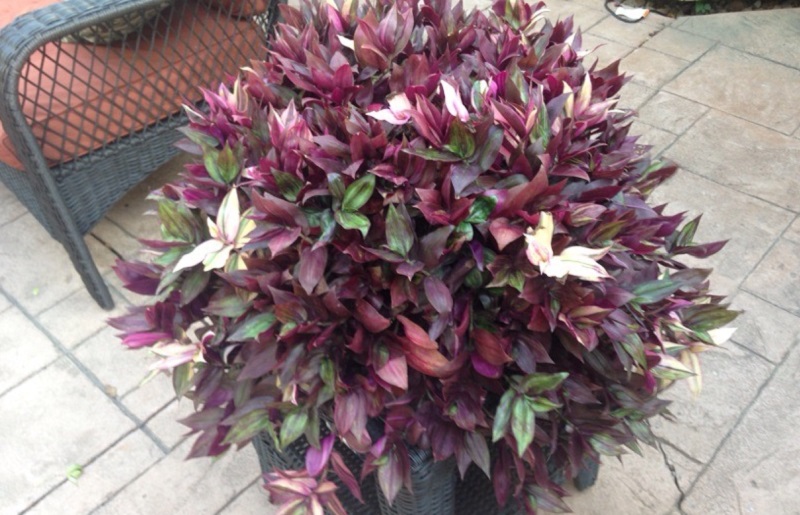 Цветок С Зелено Фиолетовыми Листьями Название Фото