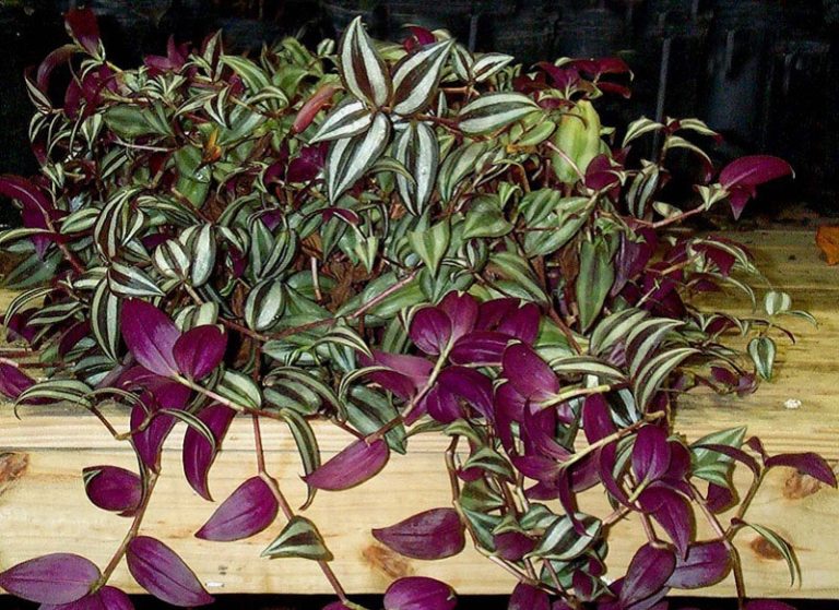 Цветы с фиолетовыми листьями фото и названия садовые