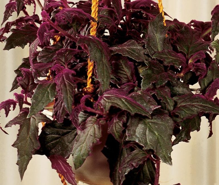 Лесное растение с фиолетовыми цветами название фото