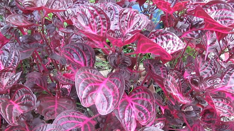 Цветок с цветными листьями название с фото