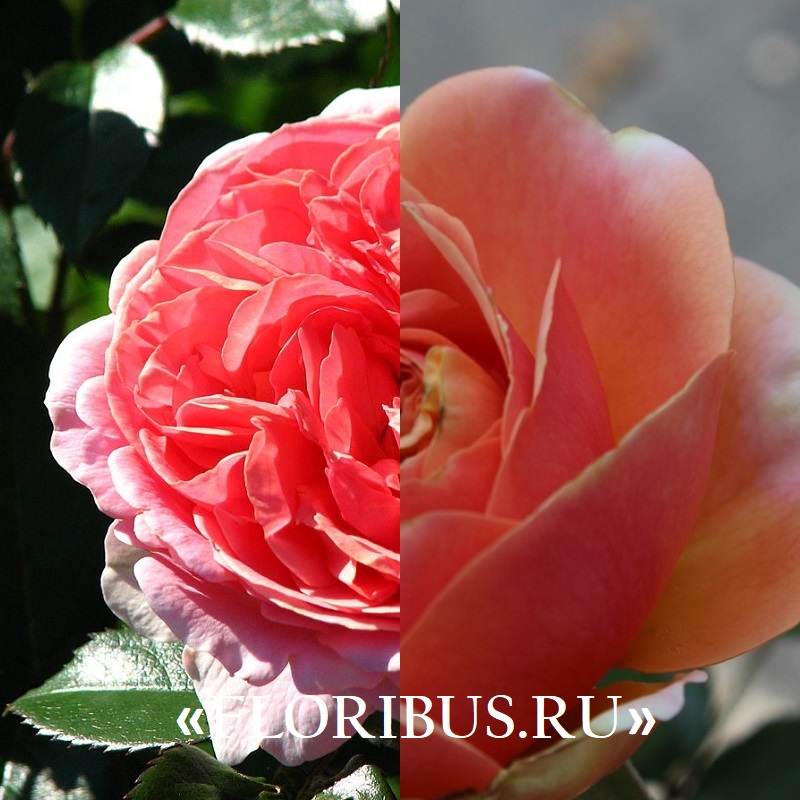 роза chippendale на фото