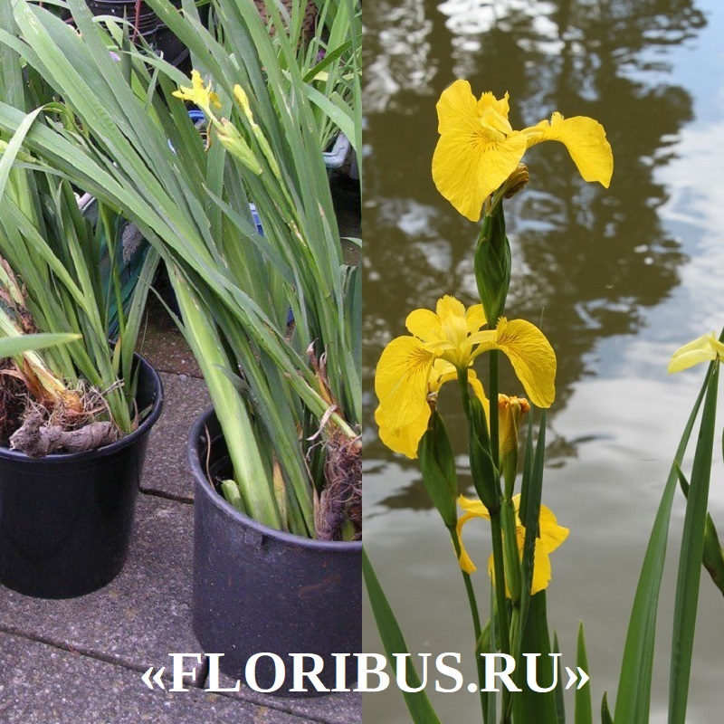 Ирис болотный или желтый: описание и фото растения, посадка и уход на приусадебном участке