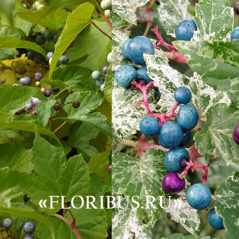 Ризаматинский сорт винограда: особенности выращивания и ухода