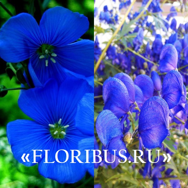 садовый цветок с голубыми цветочками