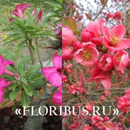 Раннецветущие кустарники с розовыми цветами фото и названия