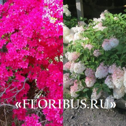 Кустарник с розовыми цветами цветет весной как называется и фото