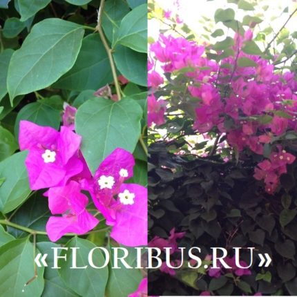 Многолетний цветок с розовыми цветами и резными листьями фото и название