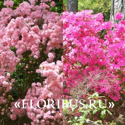 Цветущий кустарник с розовыми цветами фото и названия