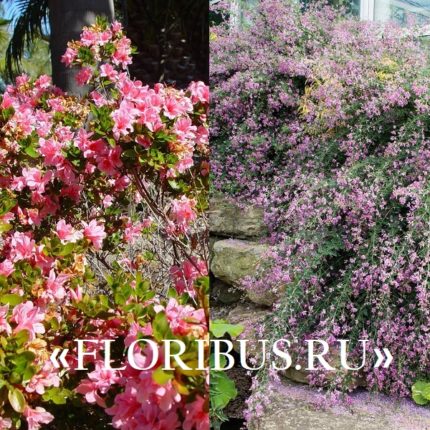 Кустарник цветущий розовыми цветами все лето фото и название