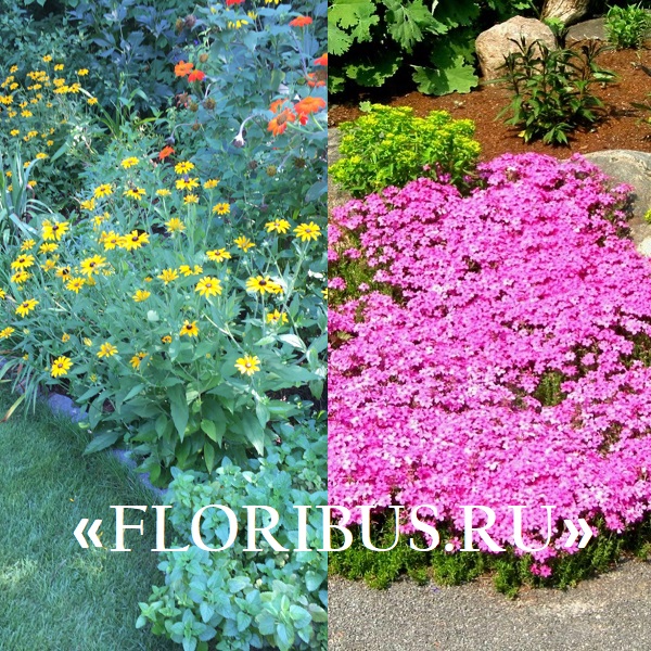 Многолетние цветы, цветущие все лето: фото и названия культур для дачи исада, клумбы